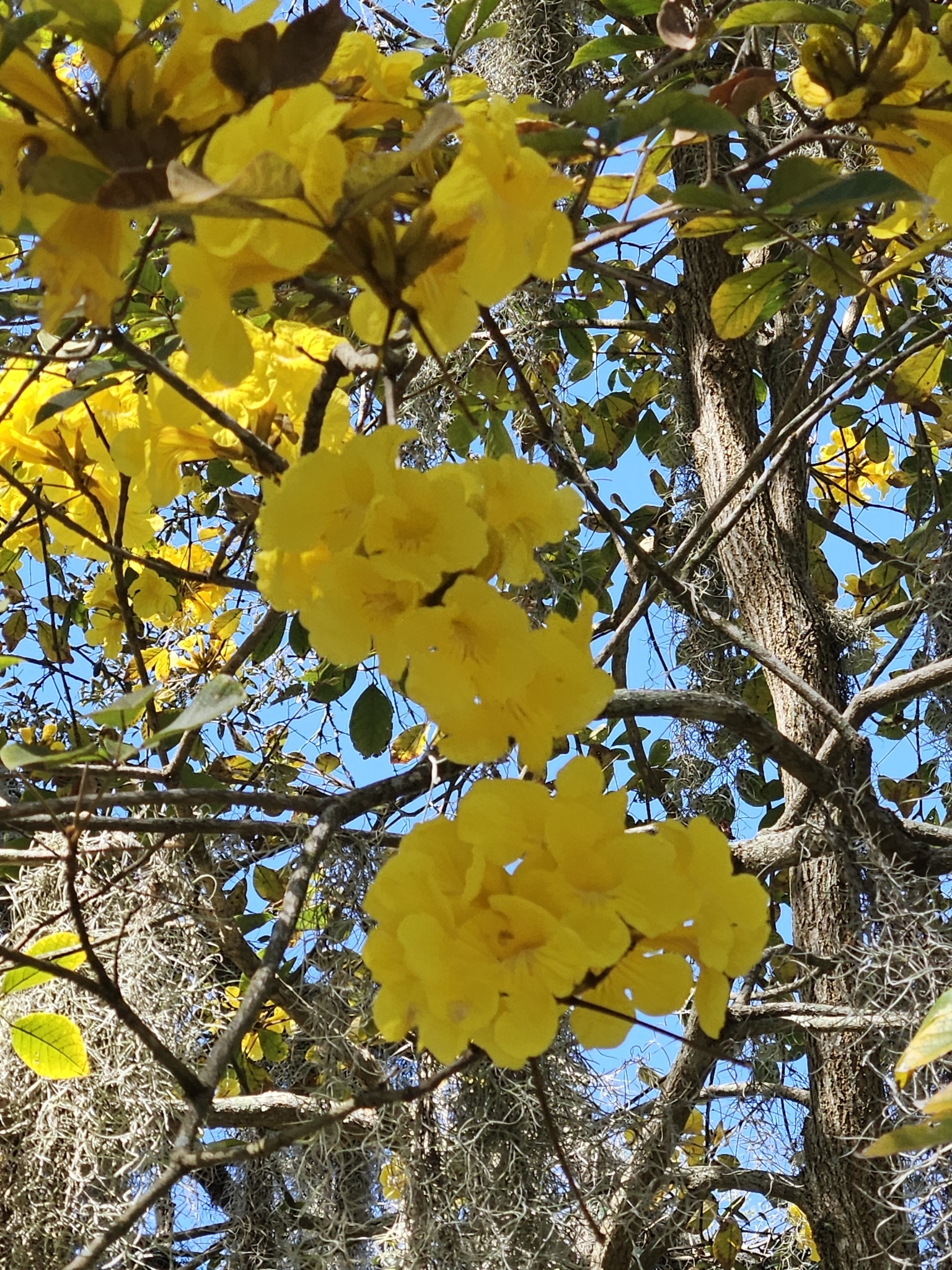 Imagem de Ipê-amarelo