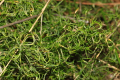 Desmocladus flexuosus