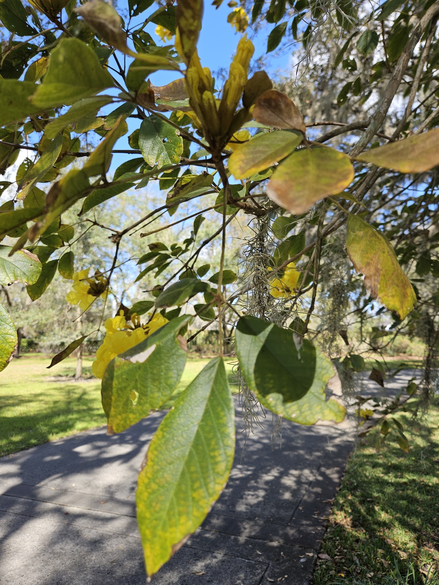 Imagem de Ipê-amarelo
