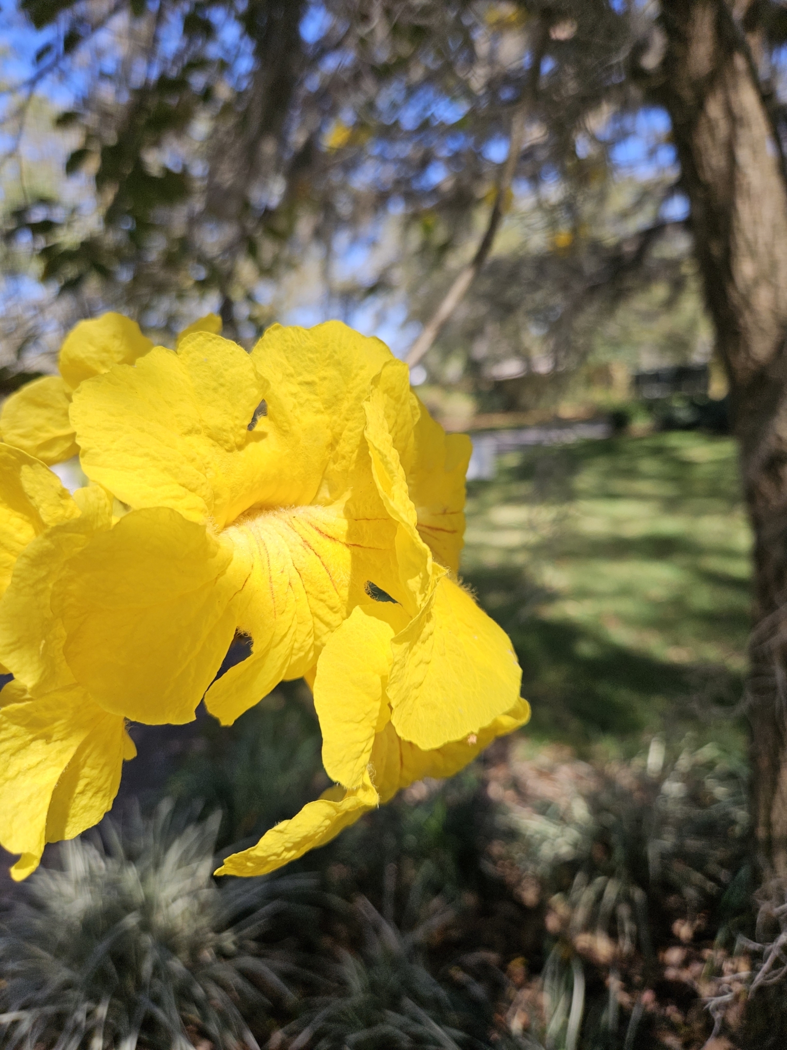Imagem de Ipê-amarelo
