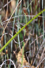 Lepidobolus preissianus