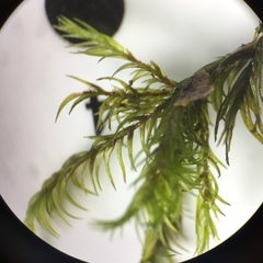 Dichelyma pallescens