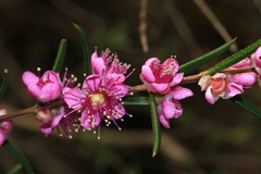 Hypocalymma robustum