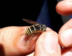 Temnostoma excentrica