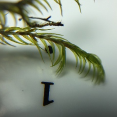 Dichelyma pallescens