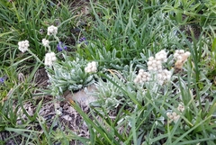 Antennaria lanata