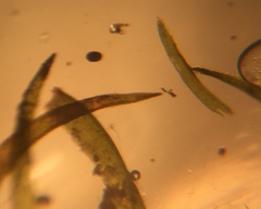 Dichelyma pallescens