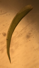 Dichelyma pallescens