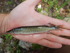 Esox americanus