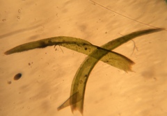 Dichelyma pallescens