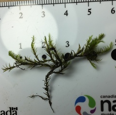 Dichelyma pallescens