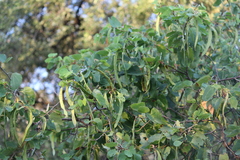 Bauhinia lunarioides