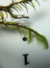 Dichelyma pallescens