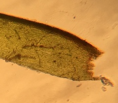 Dichelyma pallescens