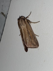 Leucania phragmitidicola