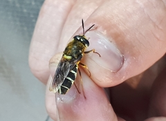 Stratiomys badia