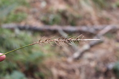 Carex corynoidea