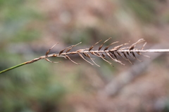 Carex corynoidea