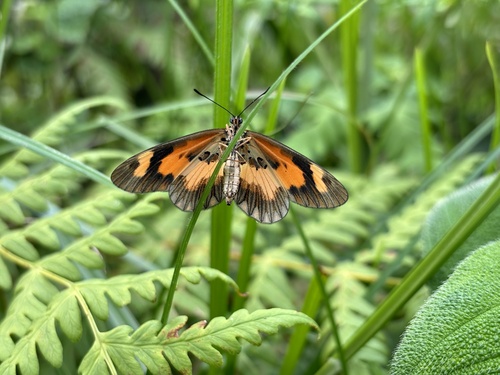 Orange-streak Acraea