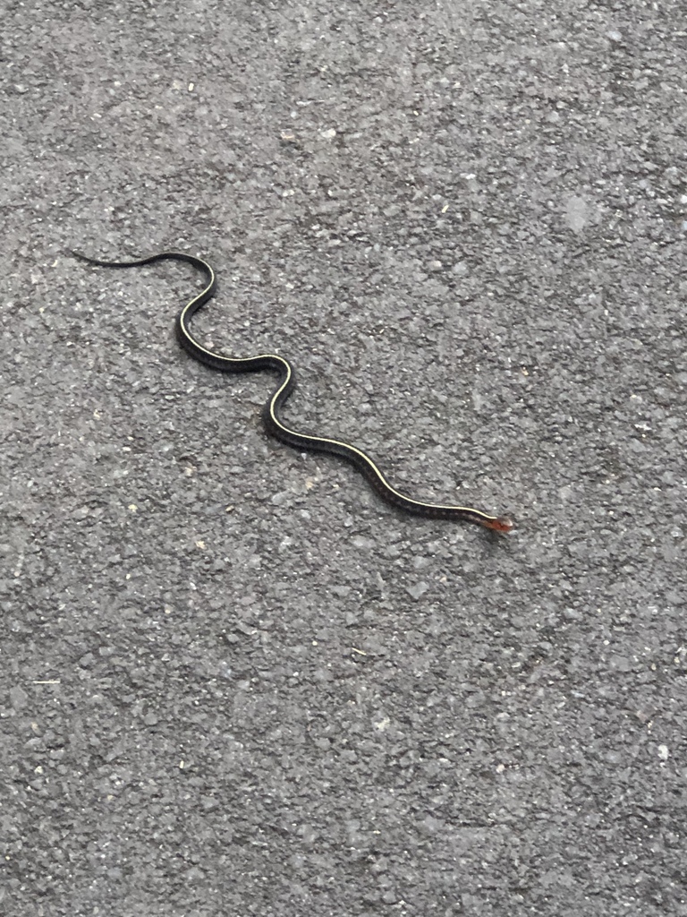 Red-spotted Garter Snake from 97478, Springfield, OR, US on August 04 ...