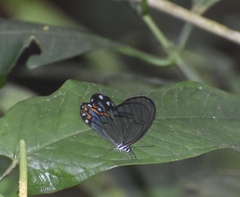 Pseudohaetera hypaesia