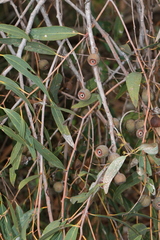 Eucalyptus todtiana