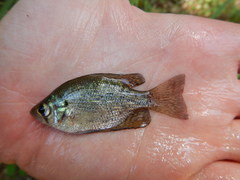 Centrarchus macropterus