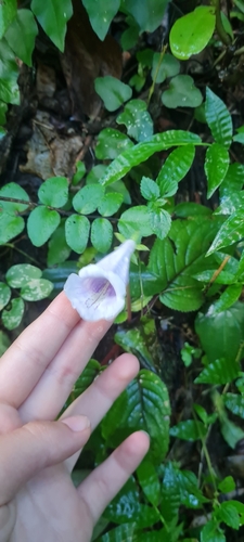 Sinningia eumorpha