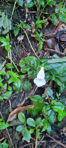 Sinningia eumorpha