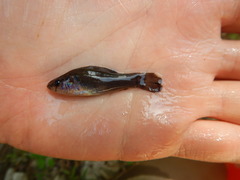Aphredoderus sayanus