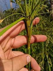 Scirpus expansus