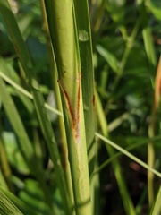 Scirpus expansus