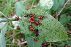 Tropidothorax leucopterus