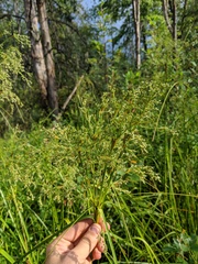 Scirpus expansus