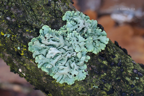 diskovka (Hypogymnia)