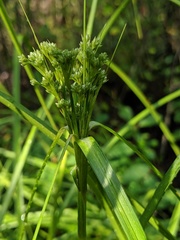 Scirpus expansus