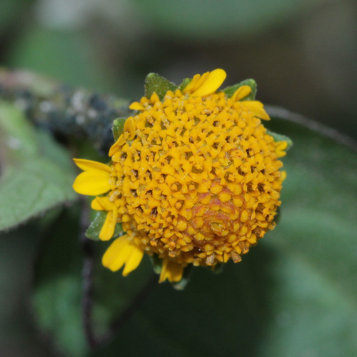Image of Acmella paniculata by (c) Franz Anthony, some rights reserved (CC BY)