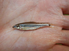 Notropis atrocaudalis