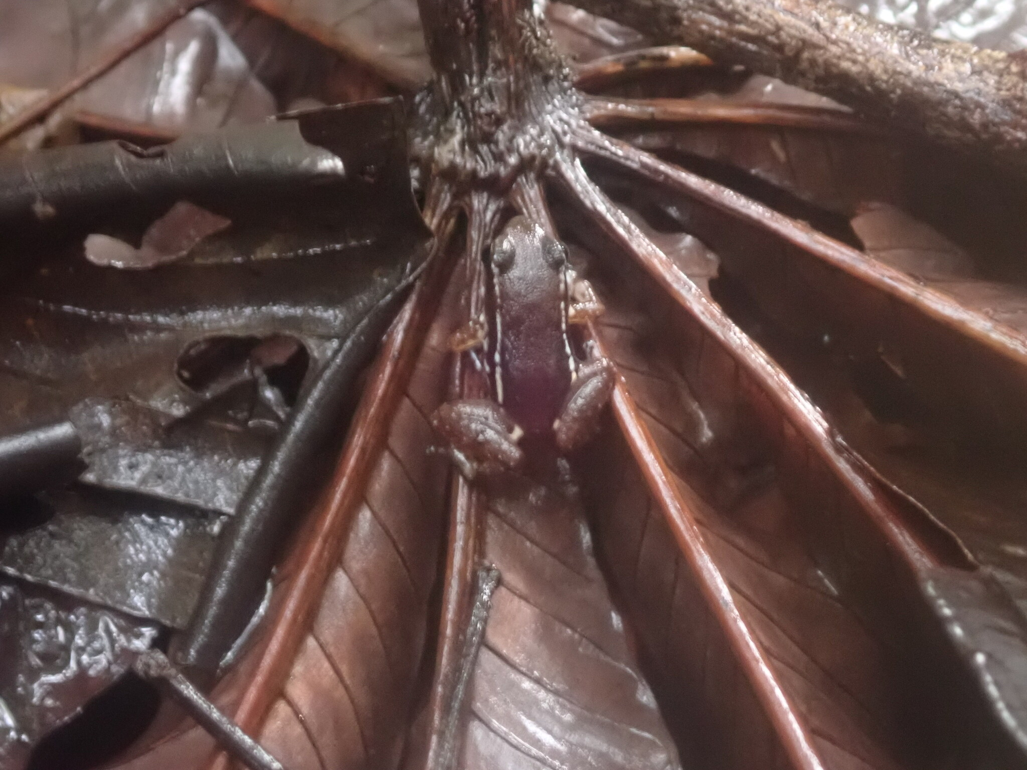 Anomaloglossus baeobatrachus (Boistel & Massary, 1999)