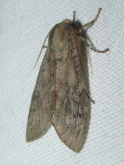Pseudohemihyalea labecula