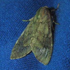 Pseudohemihyalea labecula