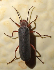 Epicauta tenella