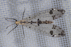 Dendroleon obsoletus