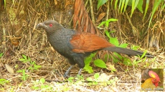 Centropus sinensis parroti