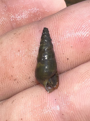 Pleurocera vestita observed 2024-08-23