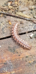 Polydesmus complanatus