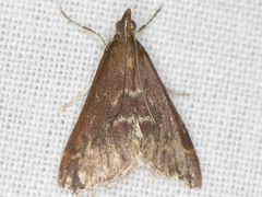 Pyrausta atropurpuralis