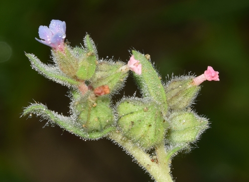Nonea micrantha