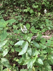 Mentha × piperita
