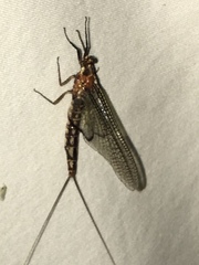 Hexagenia bilineata